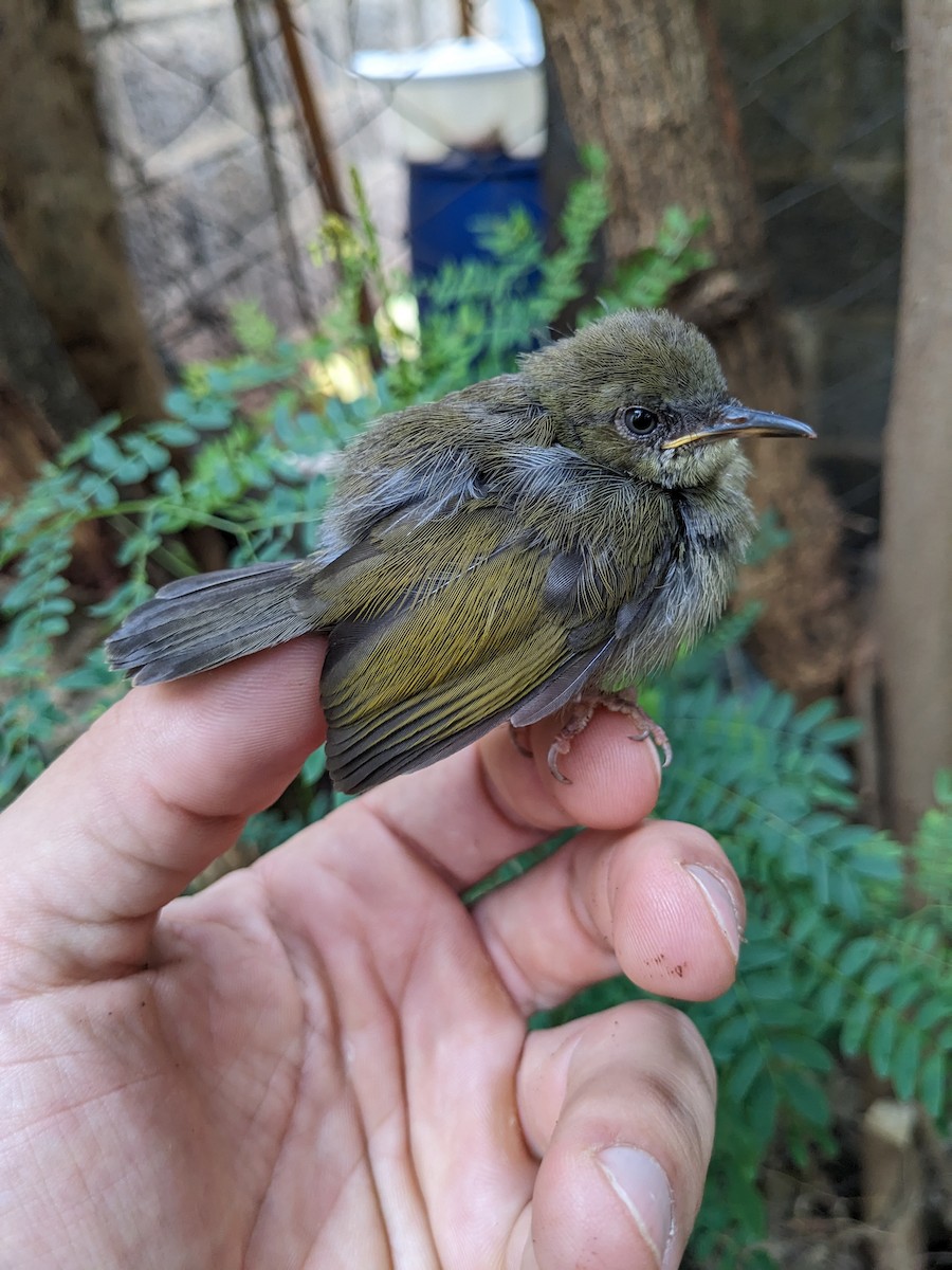 Green-backed Camaroptera - ML617508613