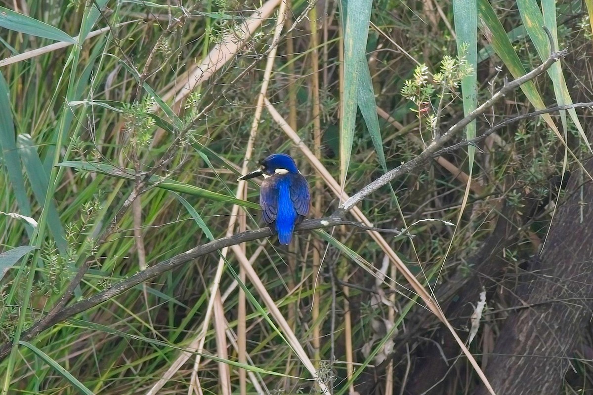 Martin-pêcheur à dos bleu - ML617508615