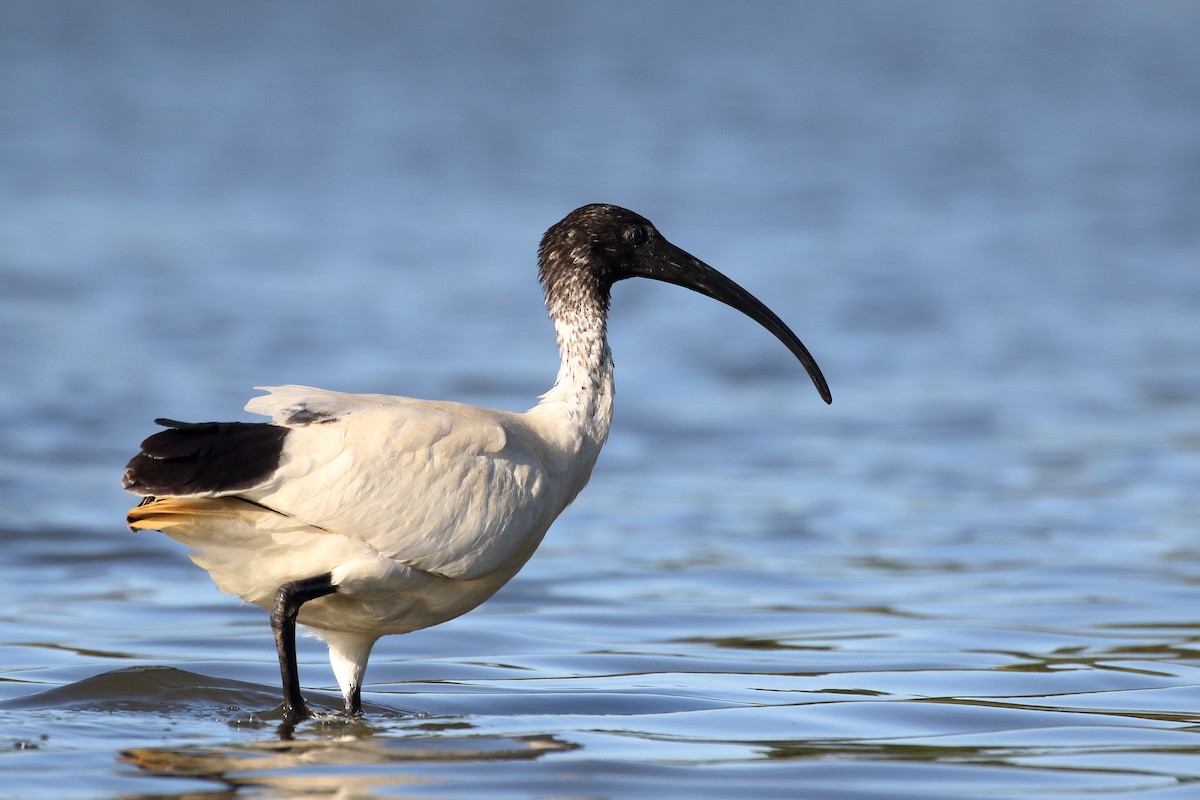 Australian Ibis - ML617508672