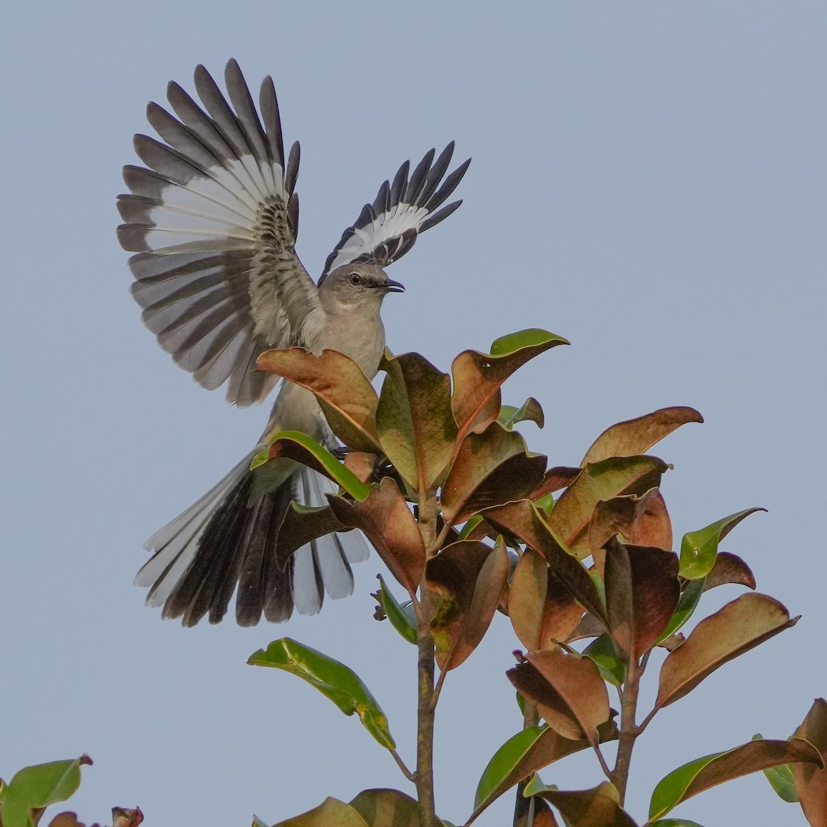 Northern Mockingbird - ML617508704