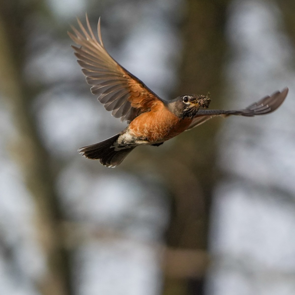 American Robin - ML617508716