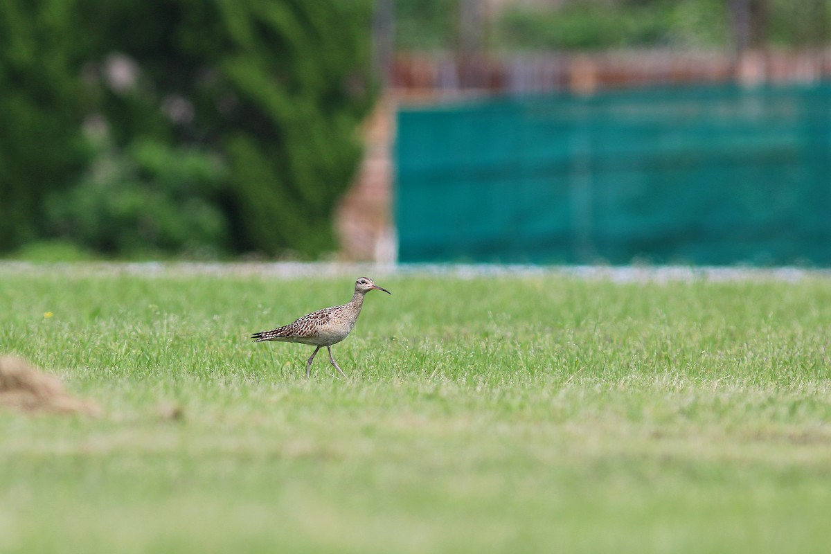 Little Curlew - Chih-Wei(David) Lin