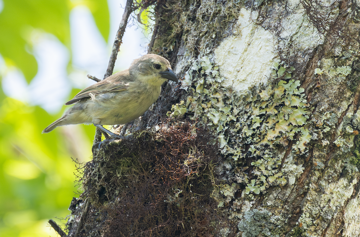 Woodpecker Finch - ML617508728