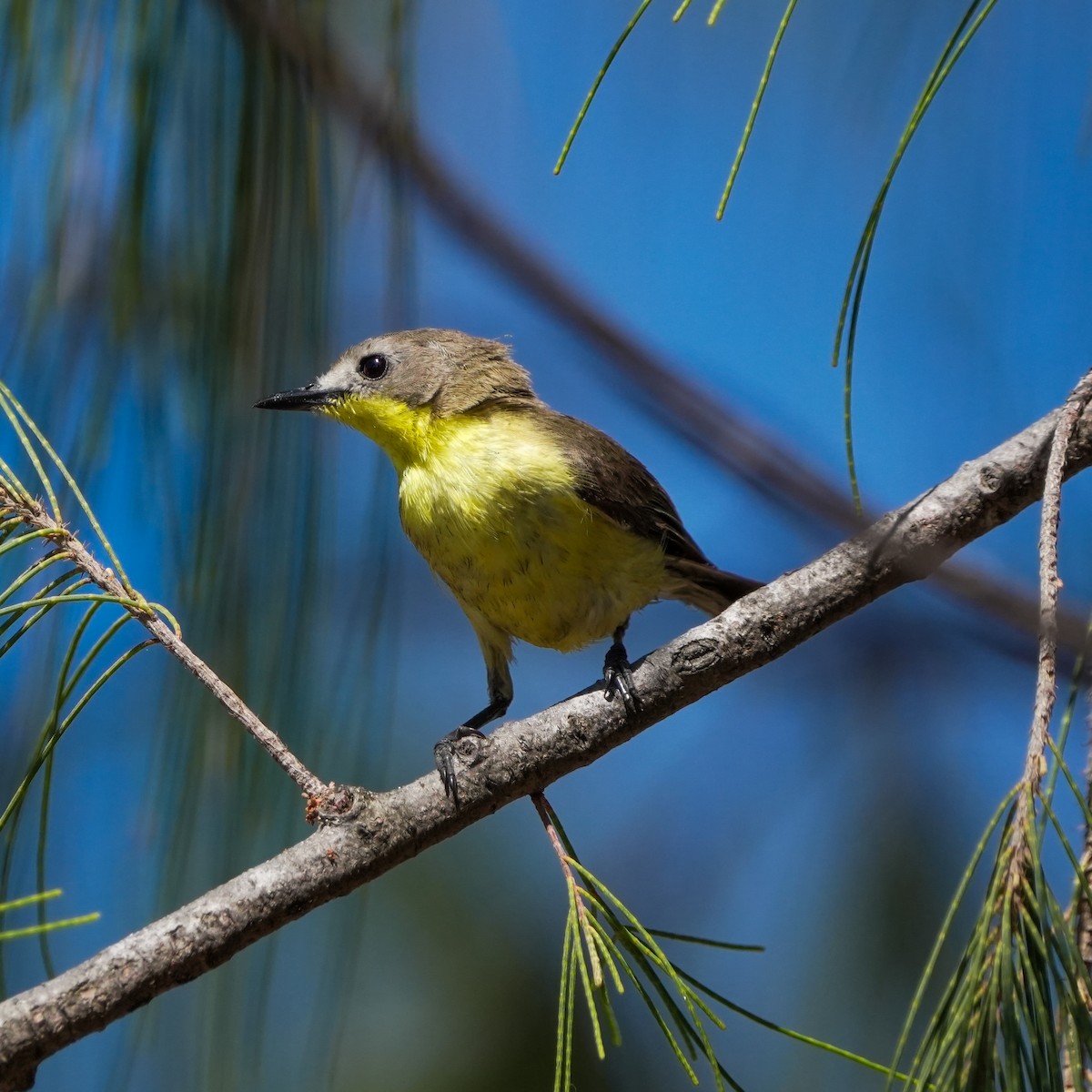 Golden-bellied Gerygone - TJ Byrd