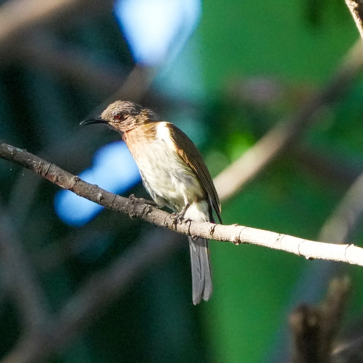Philippine Bulbul - ML617508772