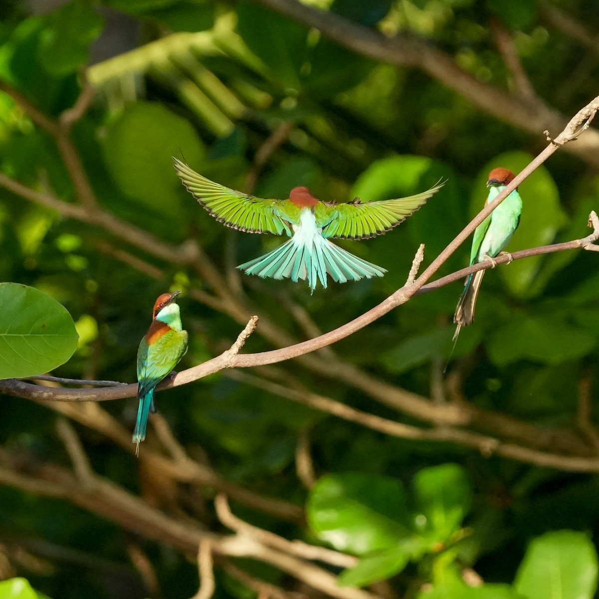 Rufous-crowned Bee-eater - ML617508773