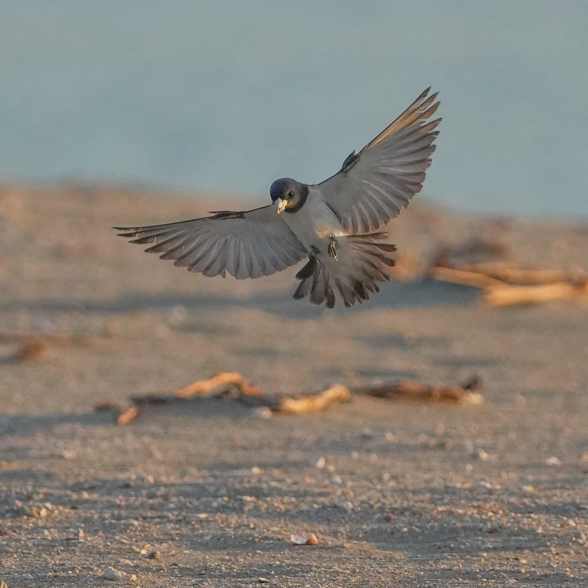 White-breasted Woodswallow - ML617508774