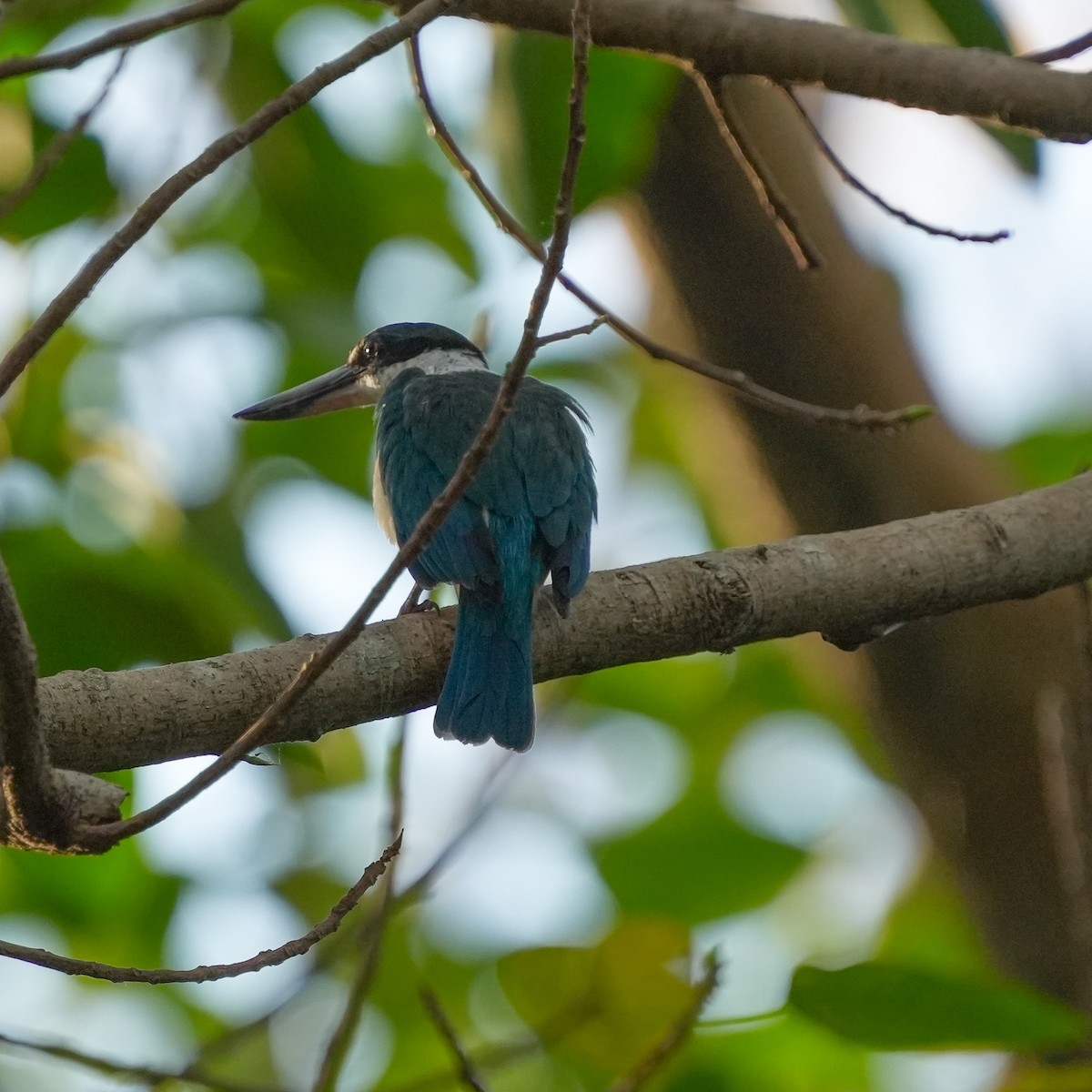 Collared Kingfisher - ML617508778