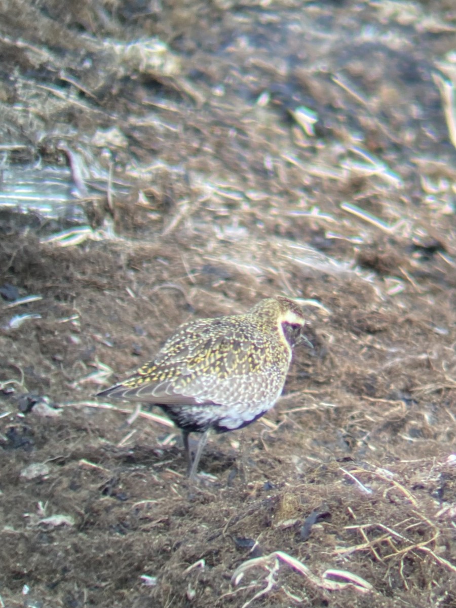 European Golden-Plover - ML617508782
