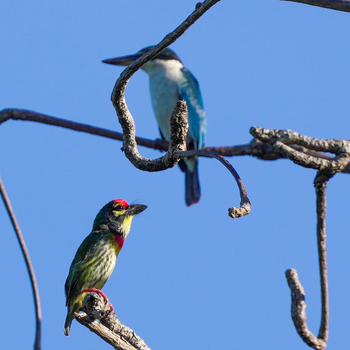 Coppersmith Barbet - ML617508796