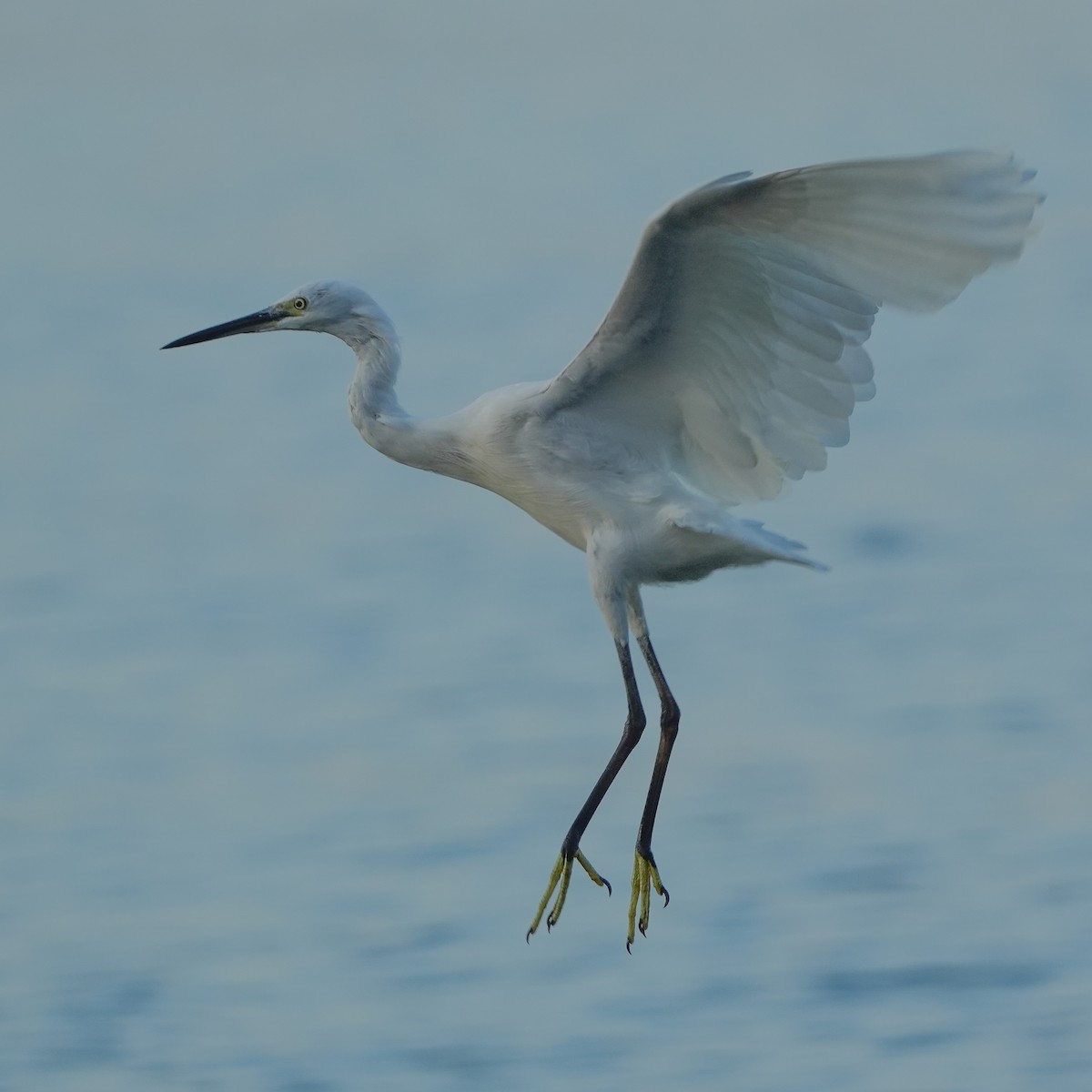 Little Egret - ML617508843