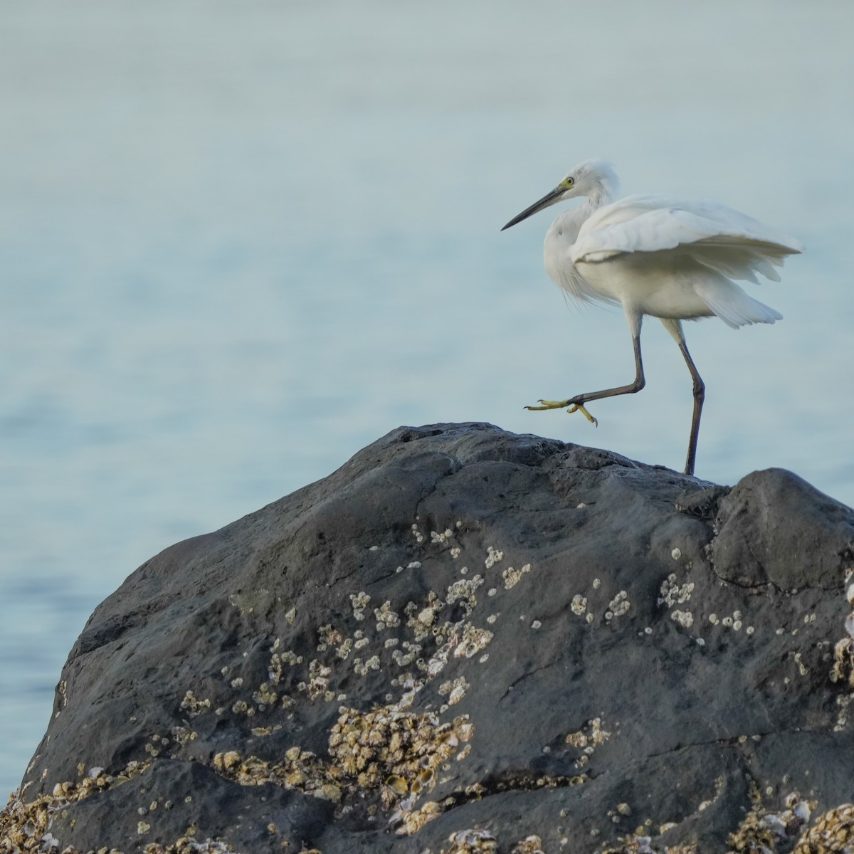 Little Egret - ML617508845