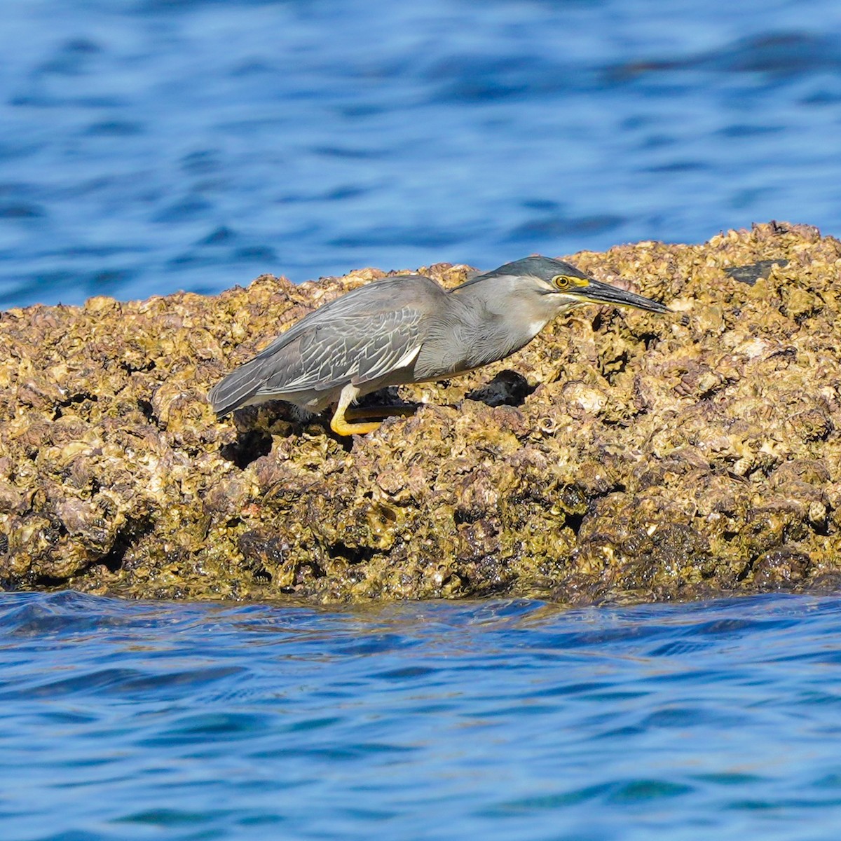 Striated Heron (Old World) - ML617508853