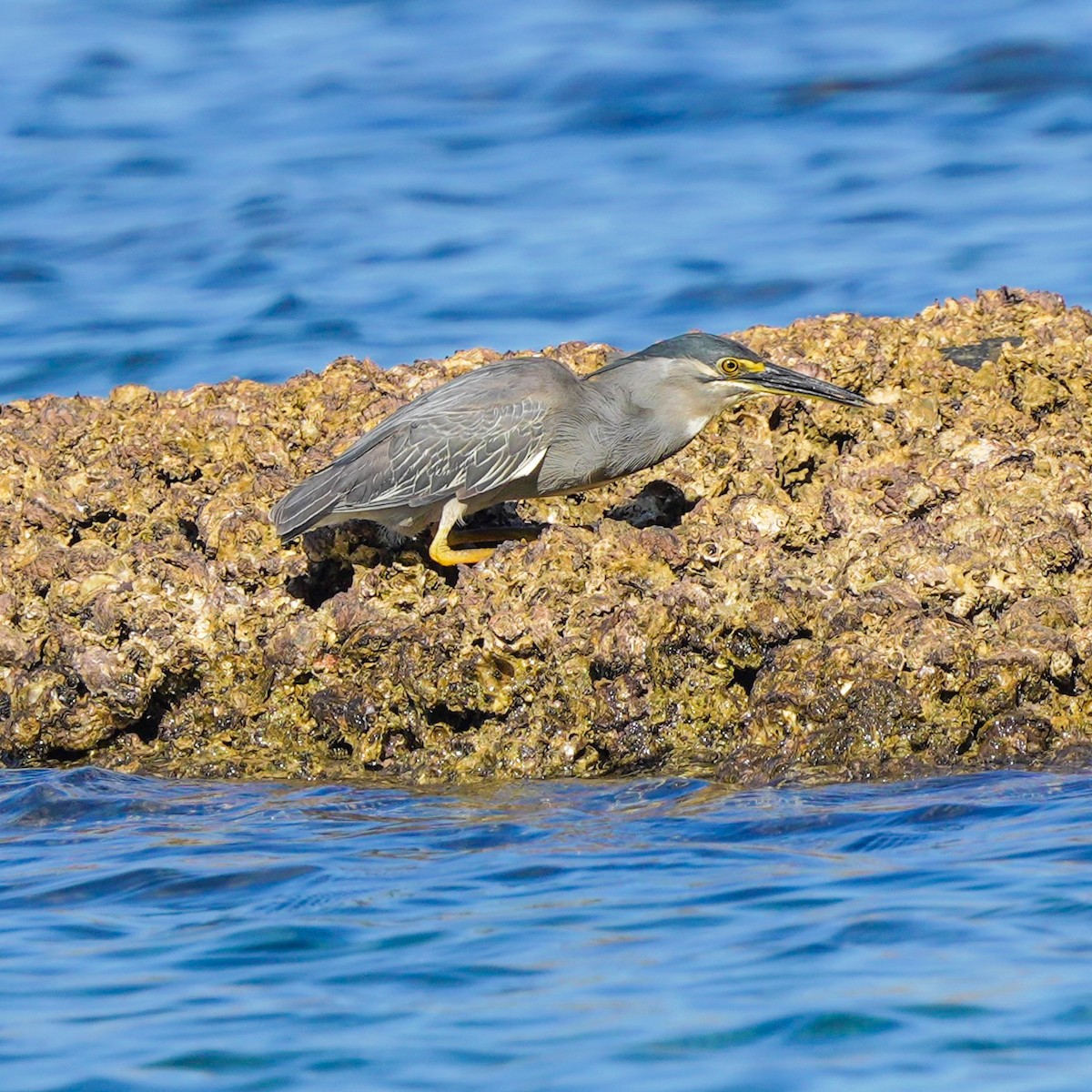 Striated Heron - ML617508853