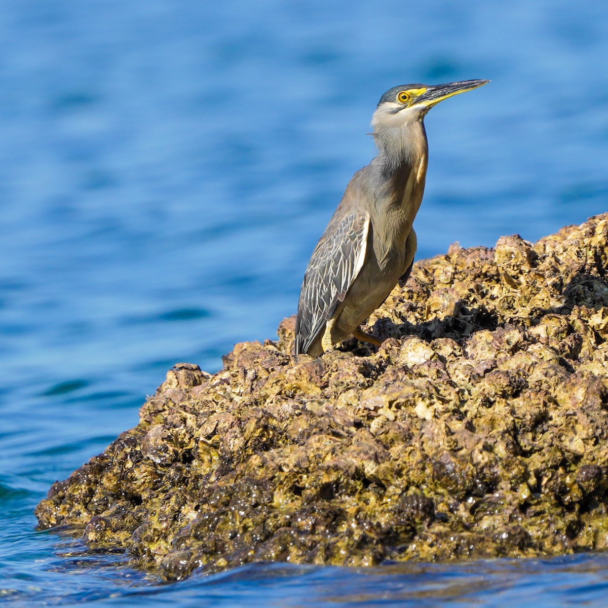Striated Heron (Old World) - ML617508857