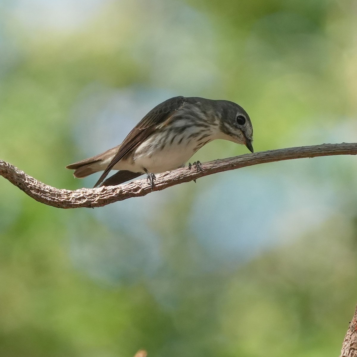 Gray-streaked Flycatcher - ML617508860