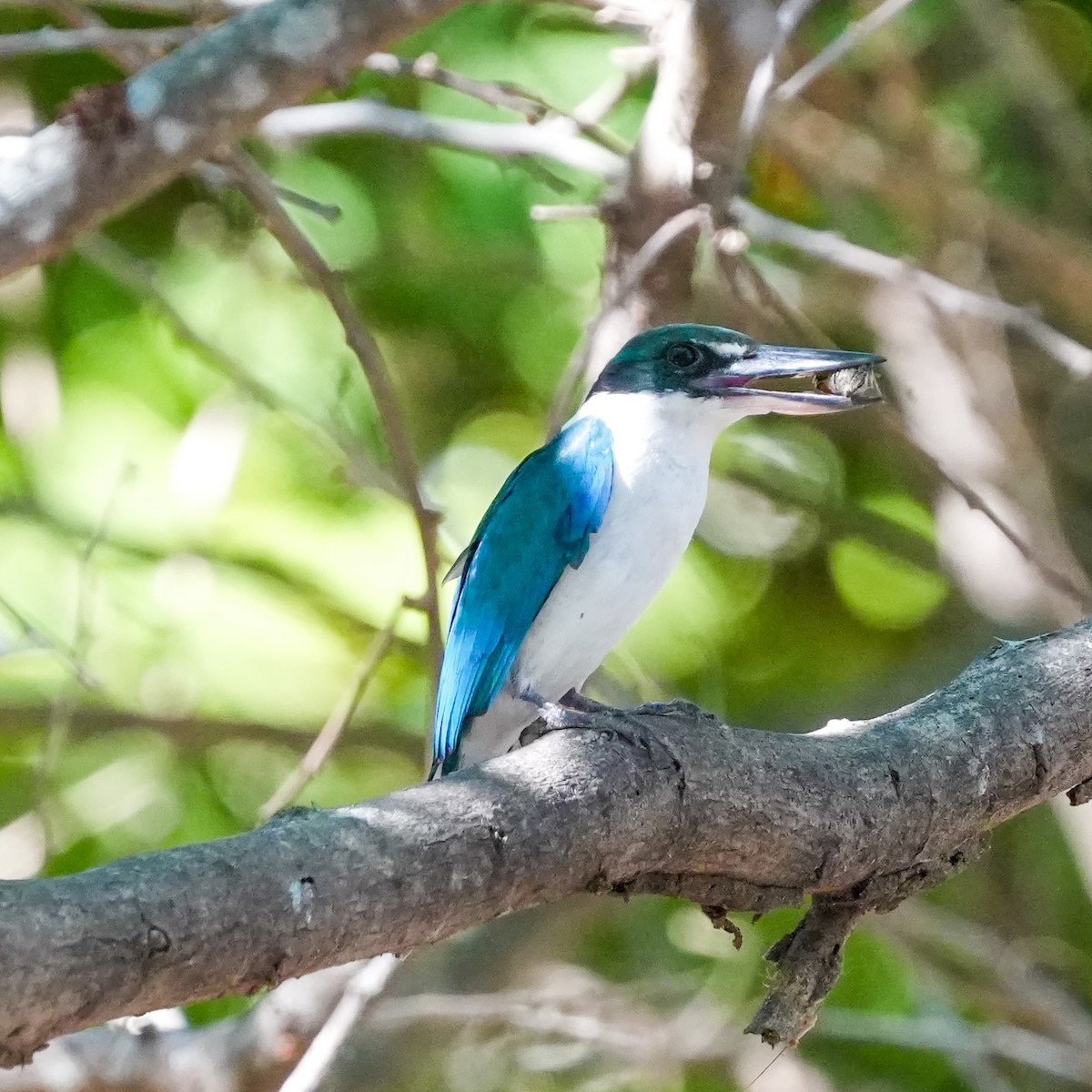 Collared Kingfisher - ML617508864