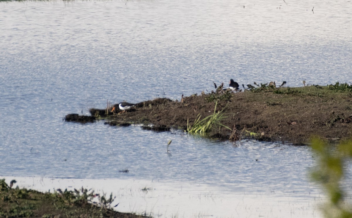 Eurasian Oystercatcher - Ed Stubbs