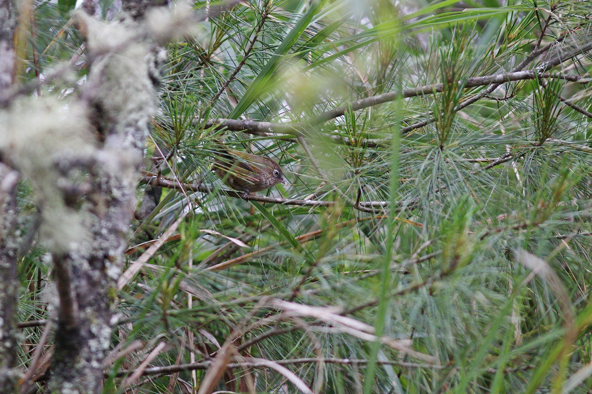 Taiwan Fulvetta - ML617508891