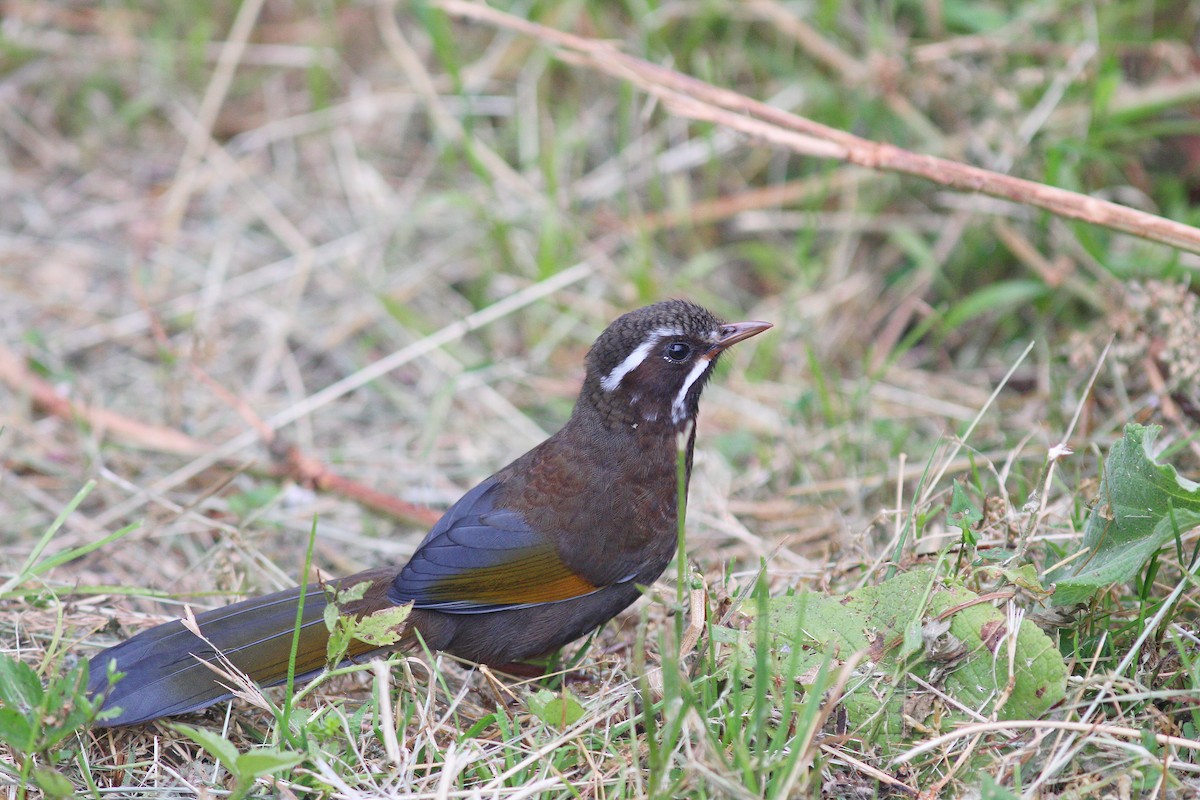 White-whiskered Laughingthrush - ML617508893