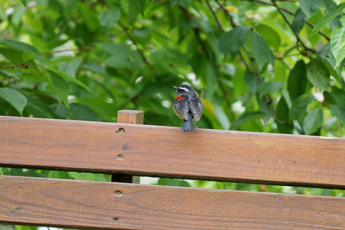 Collared Bush-Robin - ML617508900