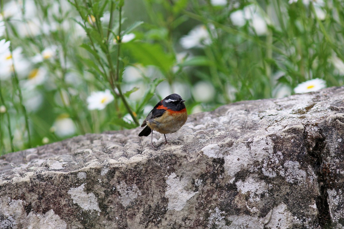 Collared Bush-Robin - ML617508901