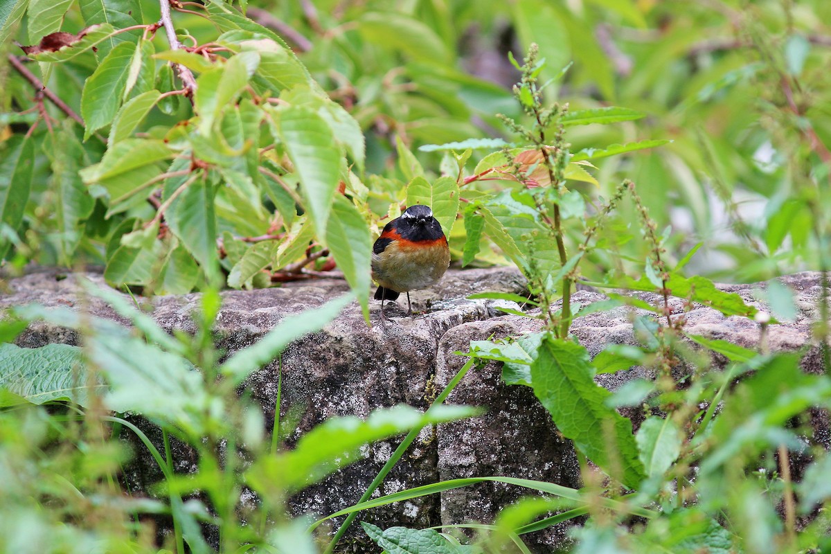 Collared Bush-Robin - ML617508902