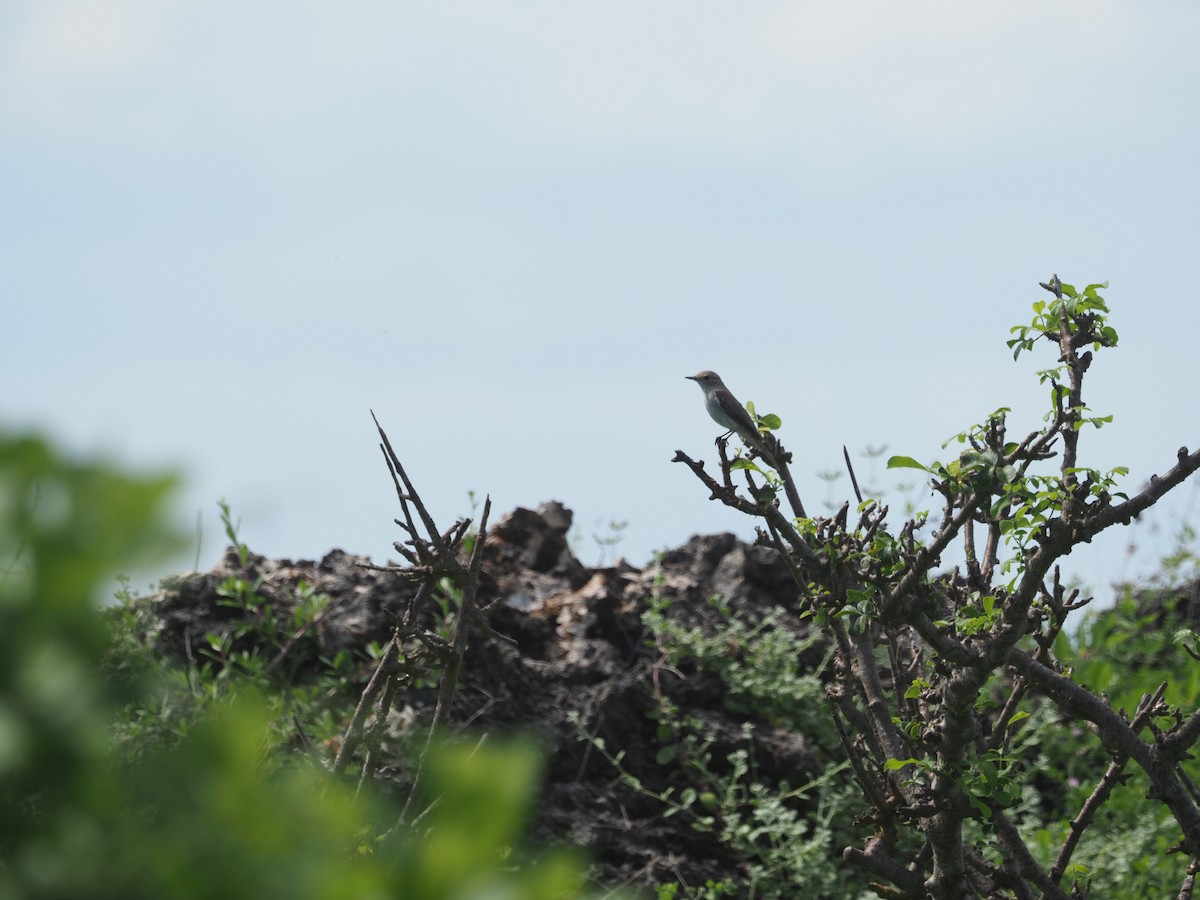 Spotted Flycatcher - ML617508913