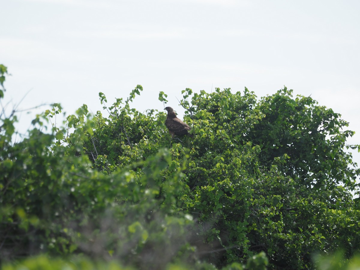 European Honey-buzzard - ML617508916