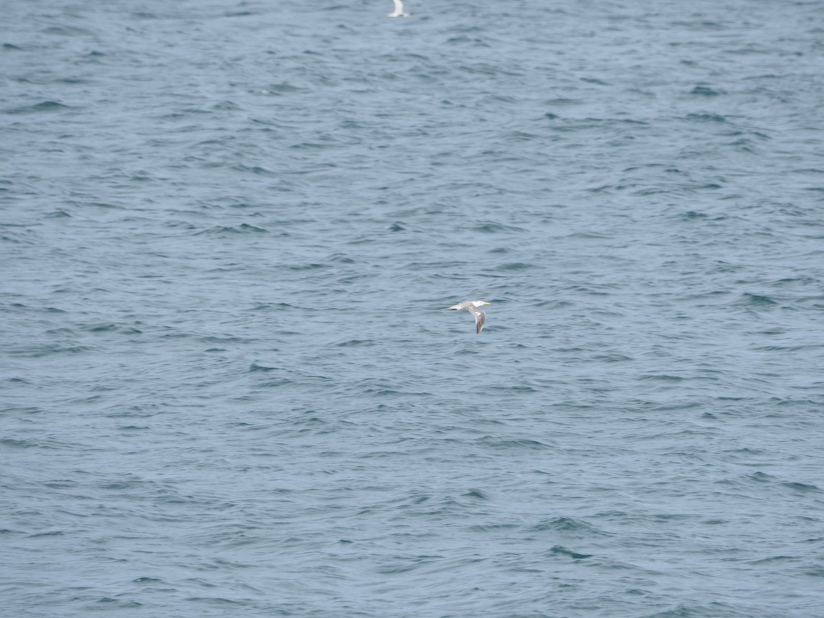 Great Crested Tern - ML617508922
