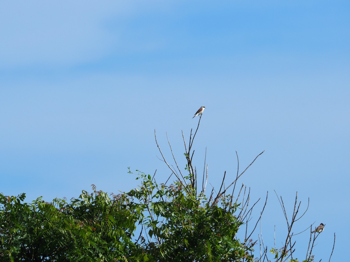 Red-backed Shrike - ML617508927