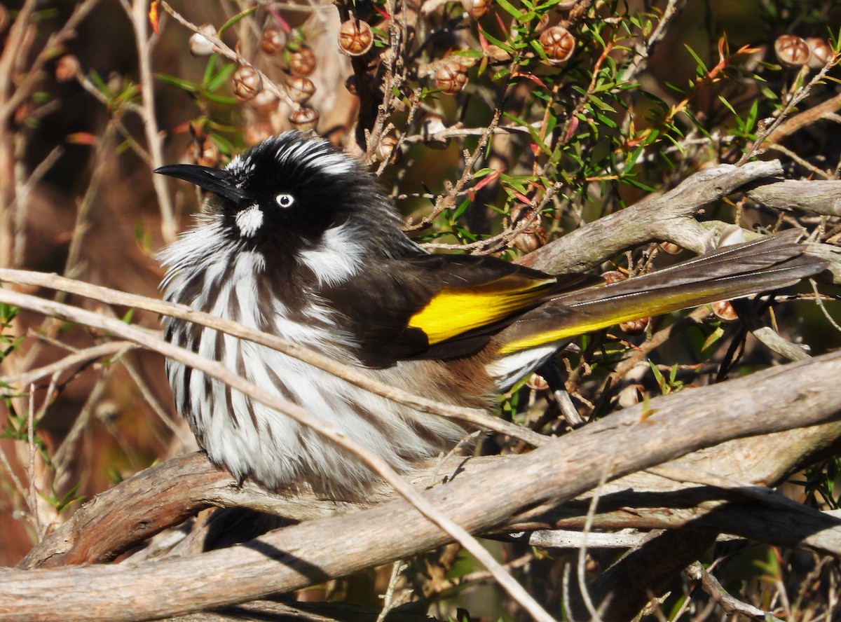 New Holland Honeyeater - ML617508944