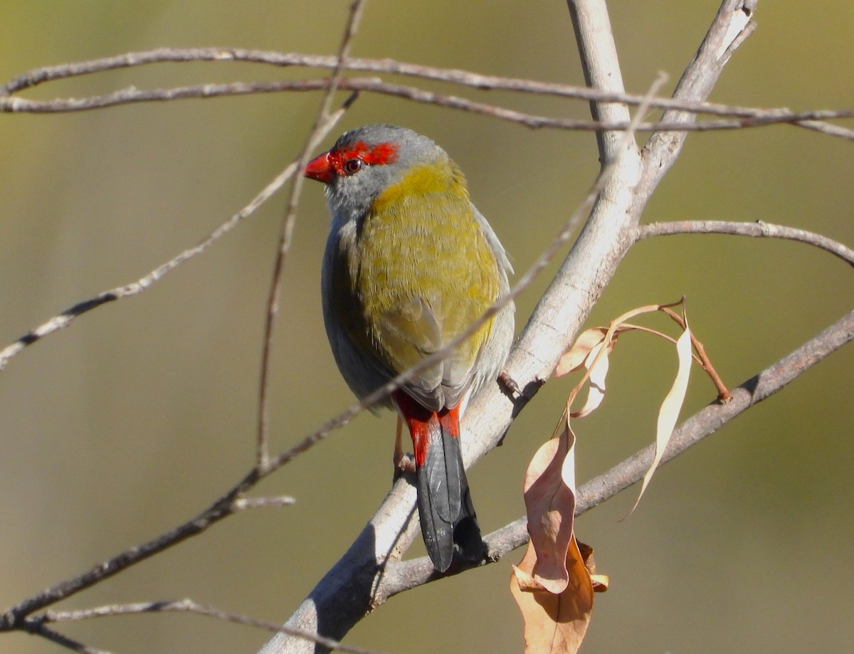 Red-browed Firetail - ML617508946