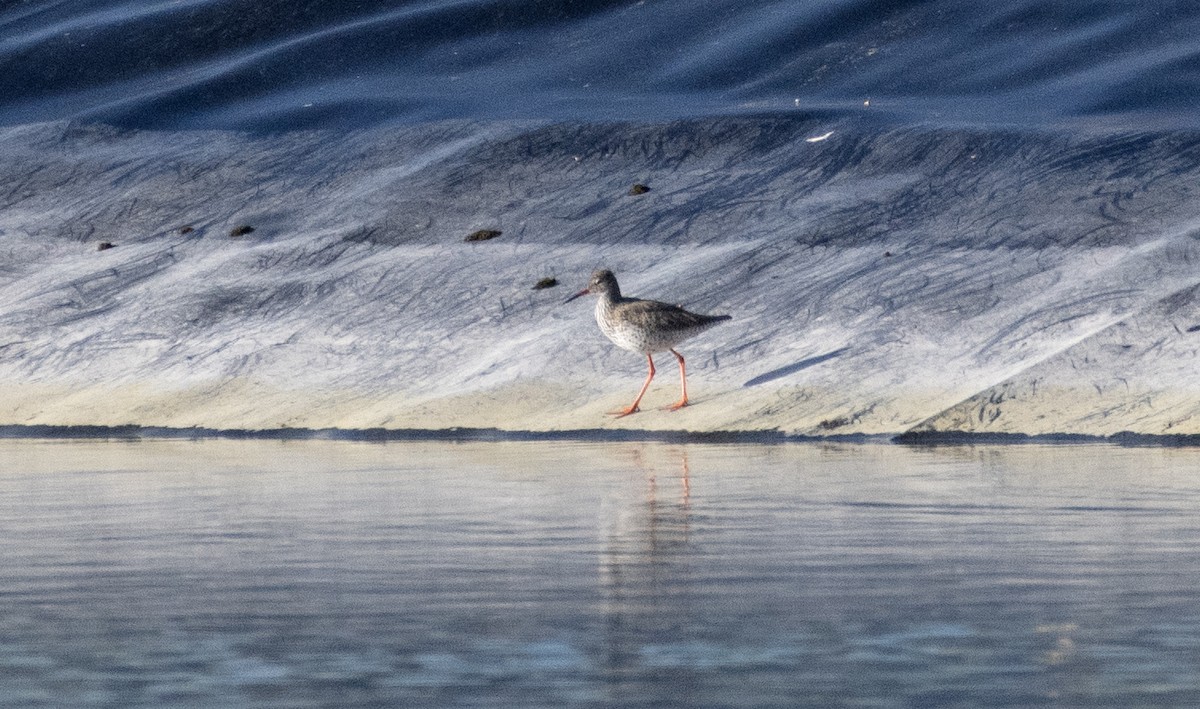 Common Redshank - Ed Stubbs