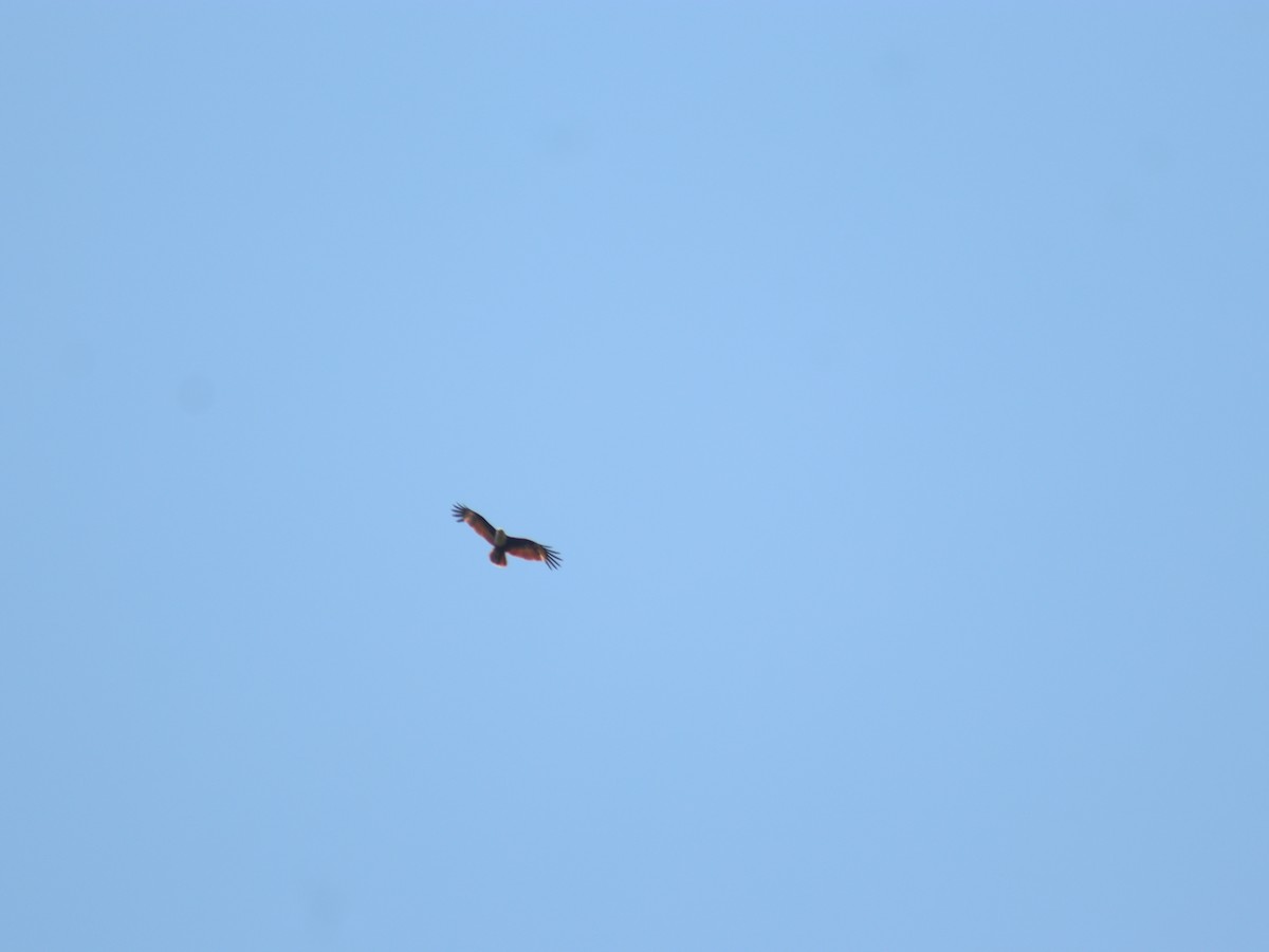 Brahminy Kite - ML617508989