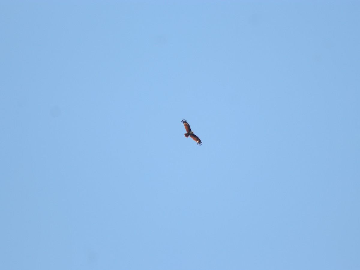 Brahminy Kite - ML617508998