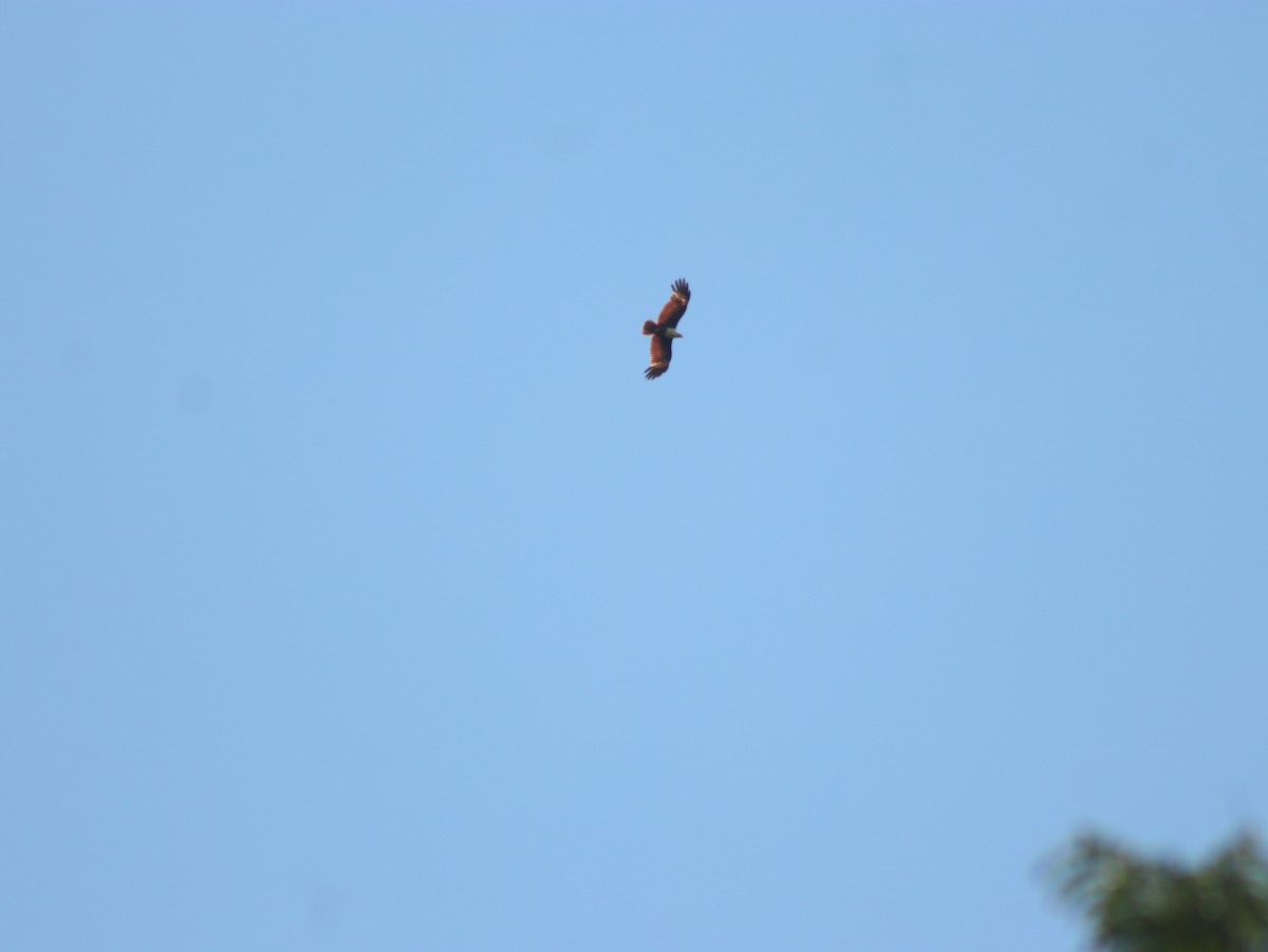 Brahminy Kite - ML617508999