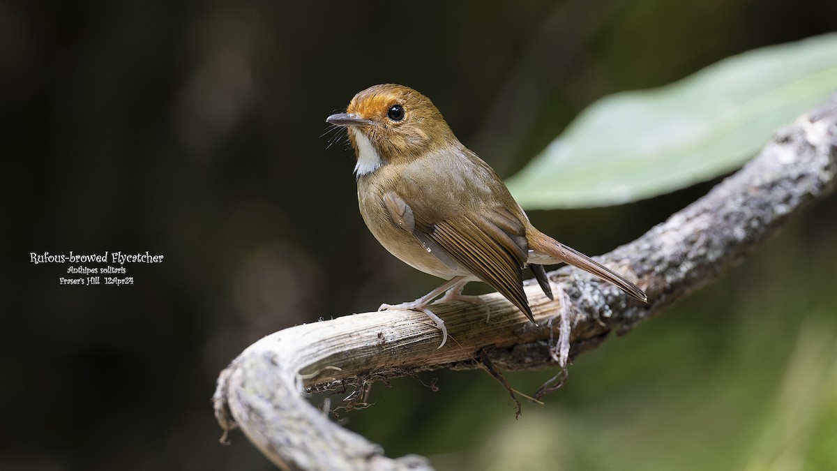 Rufous-browed Flycatcher - ML617509004