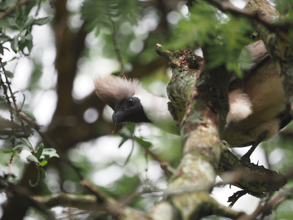 Bare-faced Go-away-bird - ML617509040