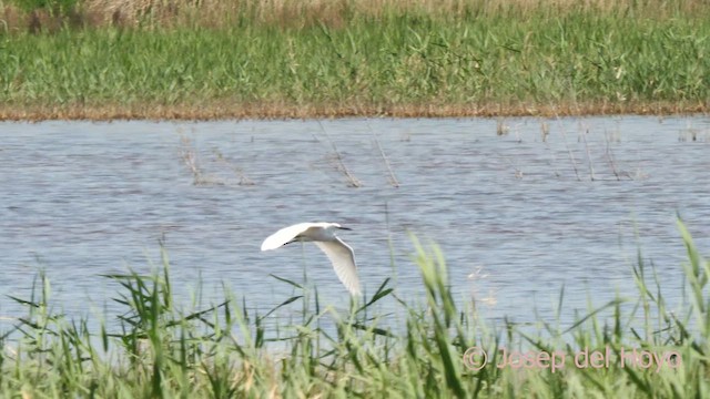 Little Egret - ML617509062