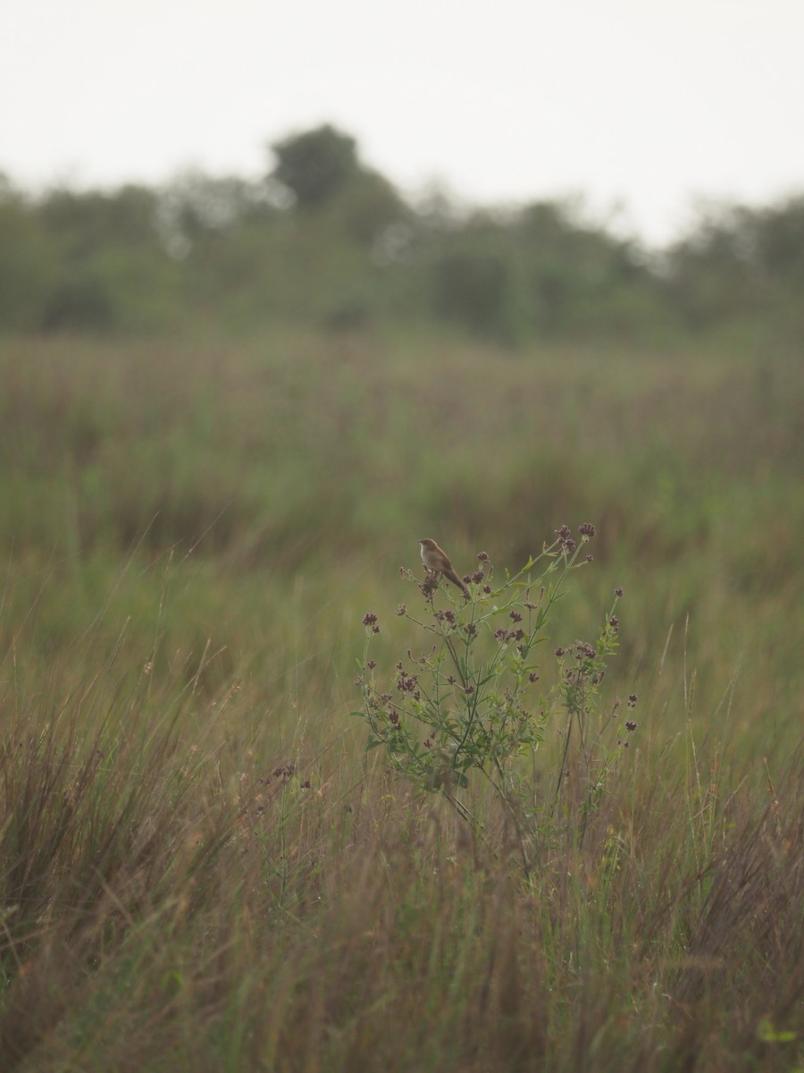 Fan-tailed Grassbird - Adrian Hinkle