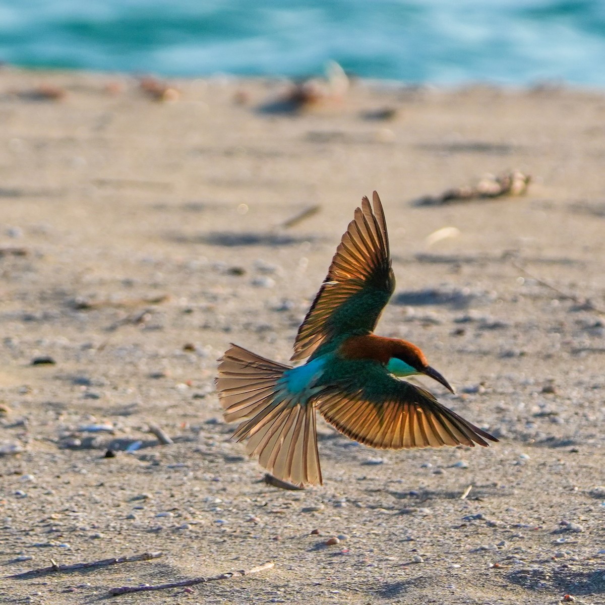 Rufous-crowned Bee-eater - ML617509074