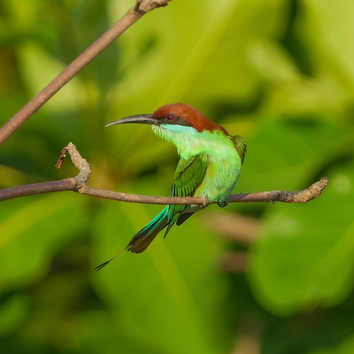 Rufous-crowned Bee-eater - ML617509075