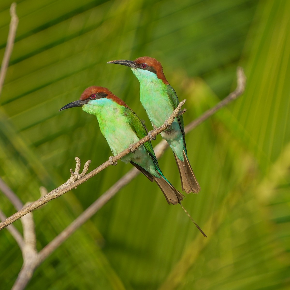 Rufous-crowned Bee-eater - ML617509076