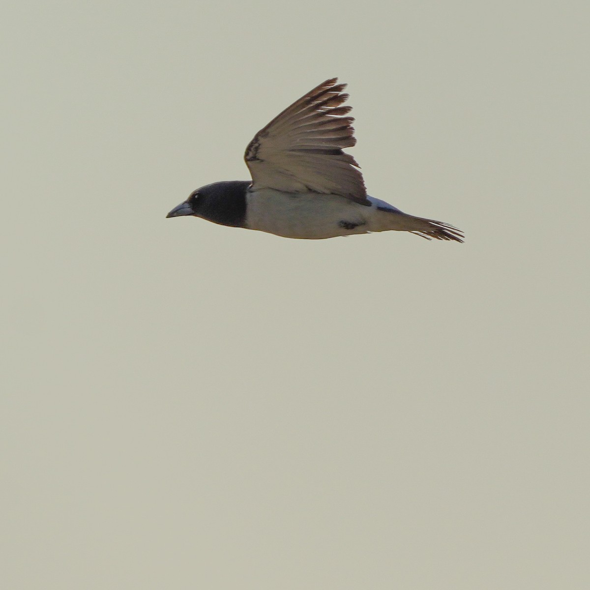White-breasted Woodswallow - ML617509077