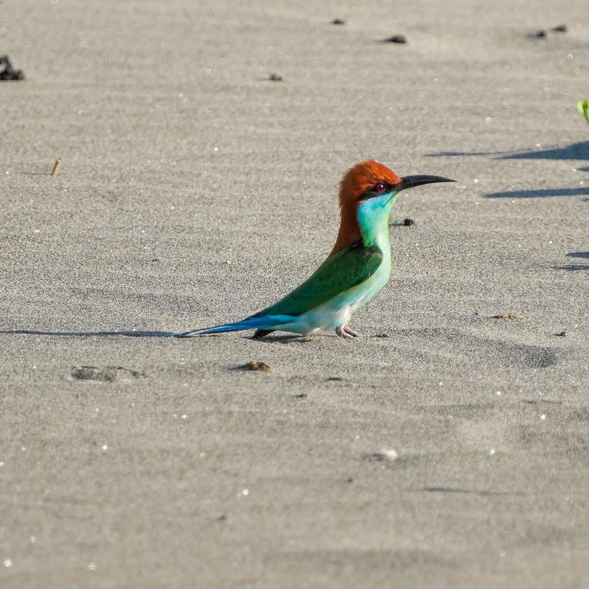 Rufous-crowned Bee-eater - ML617509078