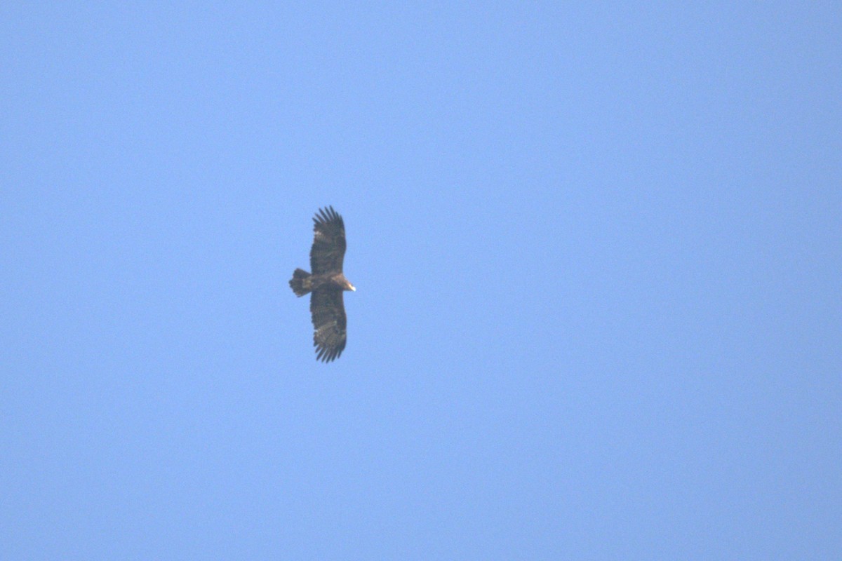 Lesser Spotted Eagle - Adrian Hinkle