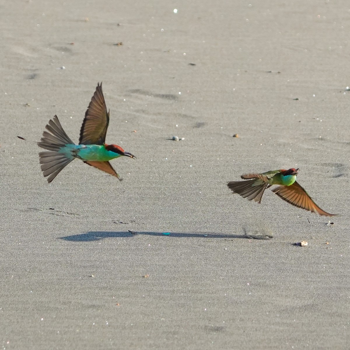 Rufous-crowned Bee-eater - ML617509093