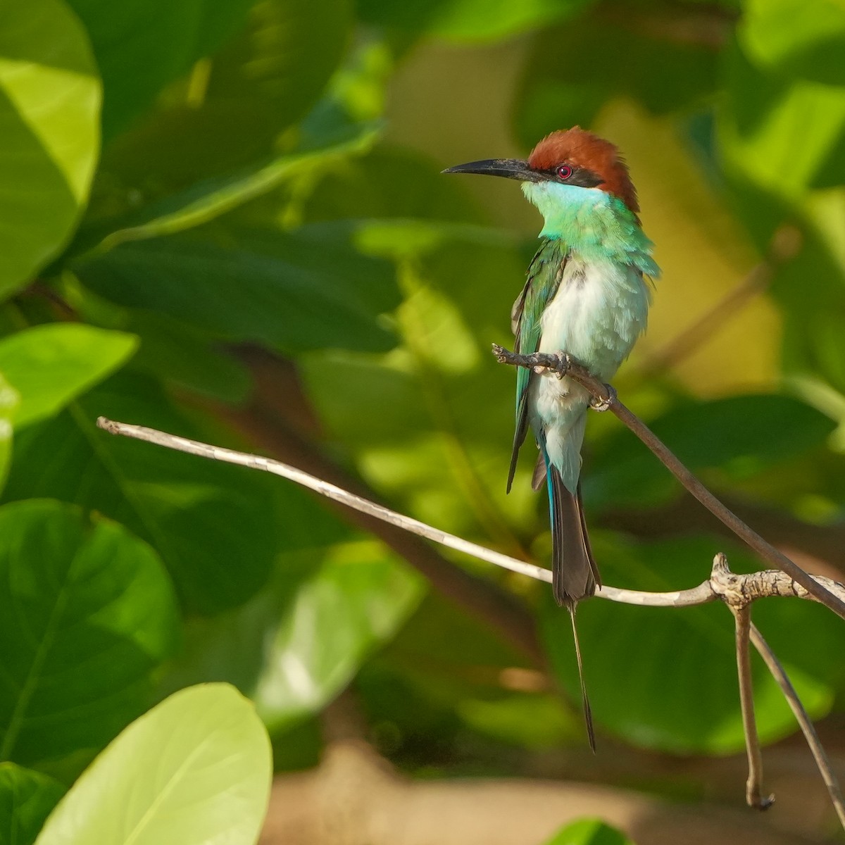 Rufous-crowned Bee-eater - ML617509096