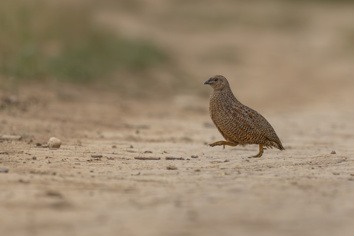 Brown Quail - Ian Mo